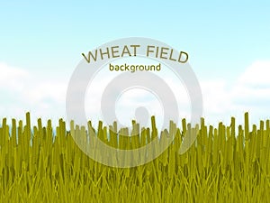 Wheat field and blue sky background