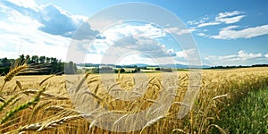 Wheat Field and Blue Sky on Background photo