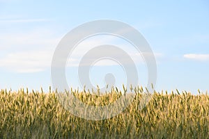 field wheat blue sky beautiful landscape silence freedom