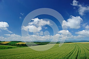 Wheat field and blue sky