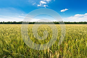 Wheat field with blue sky and clouds