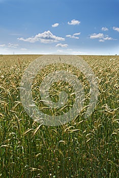 Wheat, field and blue sky in nature for agriculture, sustainable growth and grain harvest in countryside. Conservation