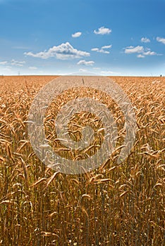 Wheat, field and blue sky in nature for agriculture, sustainable growth and grain harvest in countryside. Conservation