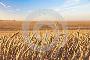 Wheat field and blue sky with picturesque clouds at sunset.