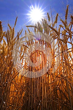 Wheat in Field with Blue Sky and Sun Sunstar