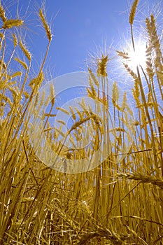 Wheat in Field with Blue Sky and Sun Sunstar