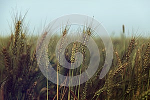 Wheat field and blue sky - vintage.