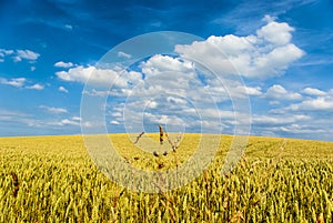 Wheat field with blue sky and white clouds in the foreground in the middle of some large stalks, Weizenfeld mit blauem Himmel photo