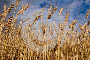 Wheat field bottom view, bad summer weathern