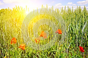 Wheat field and a bright sunrise on a blue sky.