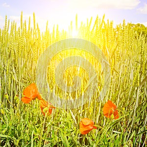 Wheat field and a bright sunrise on a blue sky