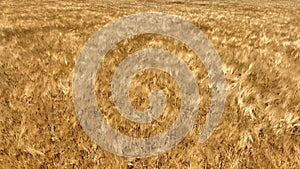 Wheat field caressed by the wind