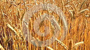 Wheat field caressed by the wind