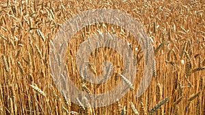 Wheat field caressed by the wind