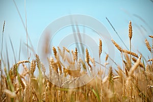 Wheat field and cereal grain against blue skies