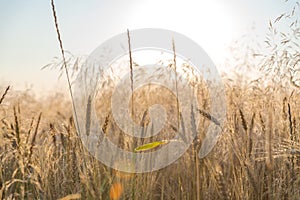 Wheat field with cereal plant weeds