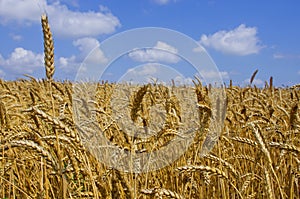 Wheat field. cereals. harvest on an agricultural field. agrarian sector of production photo