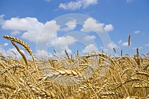 Wheat field. cereals. harvest on an agricultural field. agrarian sector of production