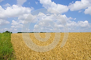 Wheat field. cereals. harvest on an agricultural field. agrarian sector of production