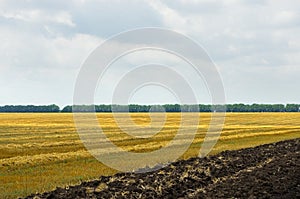 Wheat field. cereals. harvest on an agricultural field. agrarian sector of production