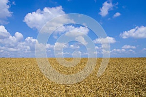 Wheat field. cereals. harvest on an agricultural field. agrarian sector of production