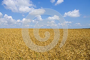 Wheat field. cereals. harvest on an agricultural field. agrarian sector of production