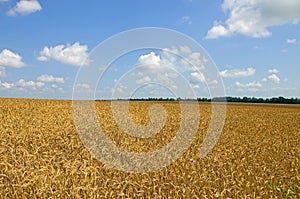 Wheat field. cereals. harvest on an agricultural field. agrarian sector of production