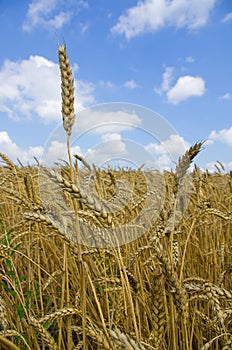 Wheat field. cereals. harvest on an agricultural field. agrarian sector of production