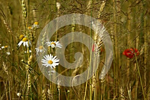 Wheat field with chamomile, corn poppy and marguerite daisy