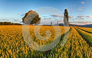 Wheat field with chapel in Slovakia