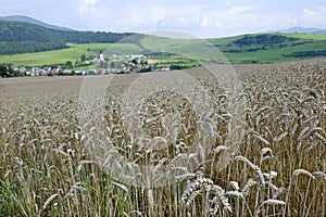 The wheat field