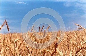 Wheat field classic