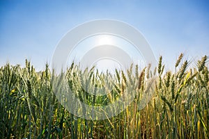 Wheat field with clear blue sky background.