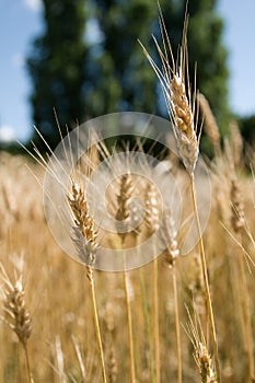 Wheat in field close up