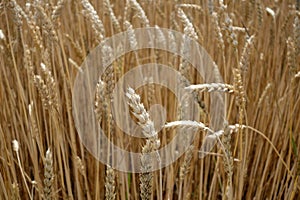 Wheat field close-up with blur effect