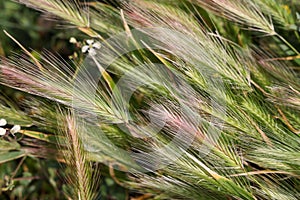 Wheat field. A close up of an ear of rye.