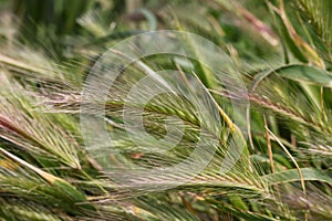 Wheat field. A close up of an ear of rye.