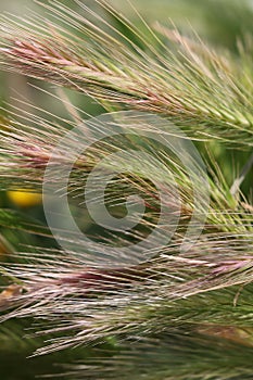 Wheat field. A close up of an ear of rye.