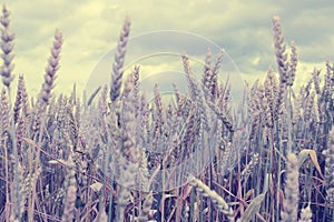 Wheat field close up. Filter applied