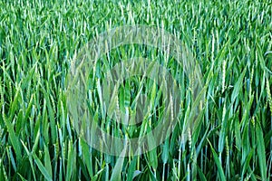 Wheat on field, close-up.