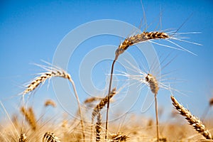 Wheat field, close-up on husks of wheat