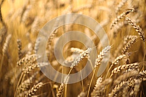 Wheat Field close up. Picture with shallow DOF