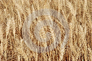 Wheat field close up shot