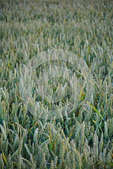 Wheat field, close-up. Spikelets of wheat in the light of the setting sun. Ecological farming. Natural background. Harvesting of