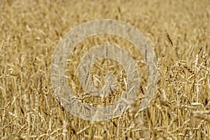 Wheat field, close-up. Spikelets of wheat in the light of the setting sun. Ecological farming. Natural background. Harvesting of