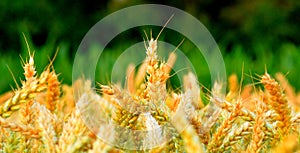 Wheat field close up with yellow and green