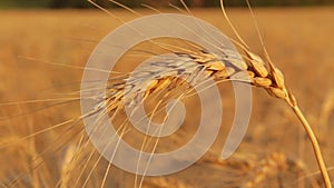 wheat field closeup