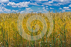 Wheat field closeup