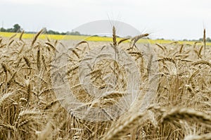 Wheat field closeup with ripe spikelets