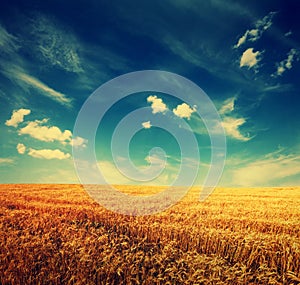 Wheat field and clouds on sky